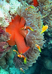 IMG_1321rf_Maldives_Madoogali_Plongee 14_Donagali caves_Actinie_Gyrostoma helianthus